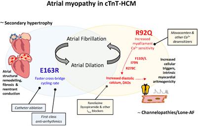 Genotype-Driven Pathogenesis of Atrial Fibrillation in Hypertrophic Cardiomyopathy: The Case of Different TNNT2 Mutations